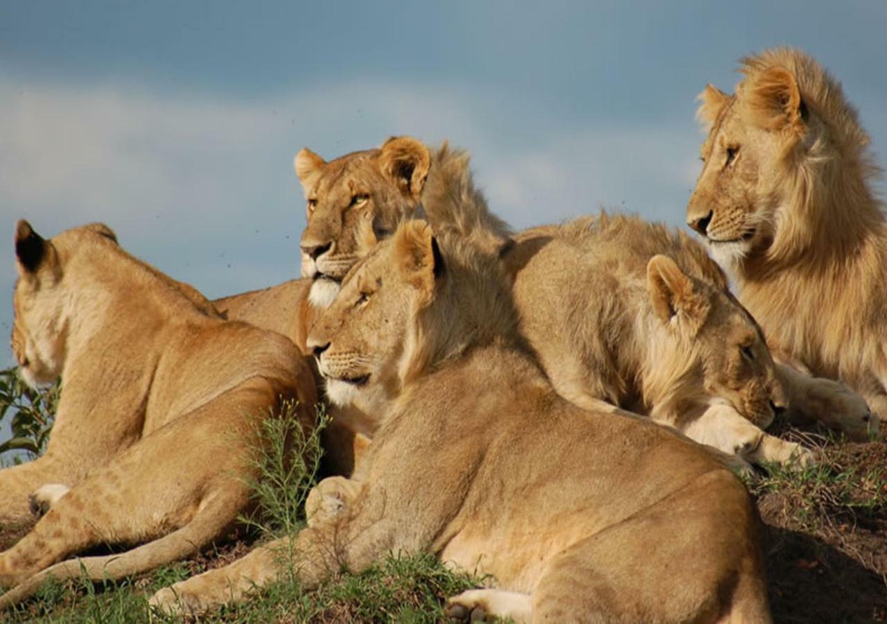 Aa Lodge Maasai Mara Talek Luaran gambar