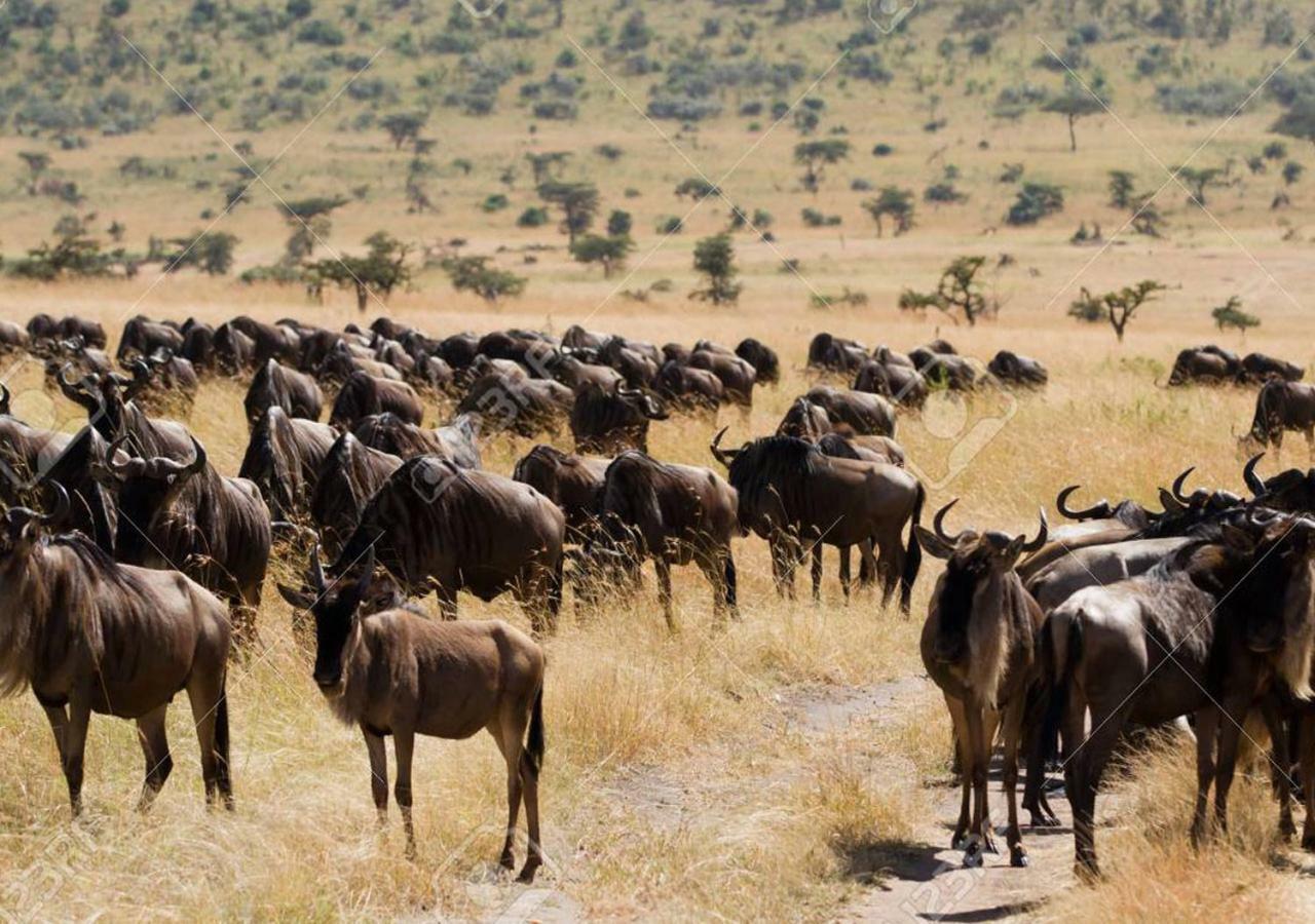 Aa Lodge Maasai Mara Talek Luaran gambar